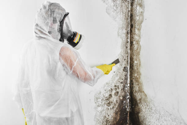 Best Mold Removal and Inspection  in Clinton, AR