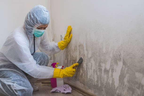 Best Affordable Mold Removal  in Clinton, AR