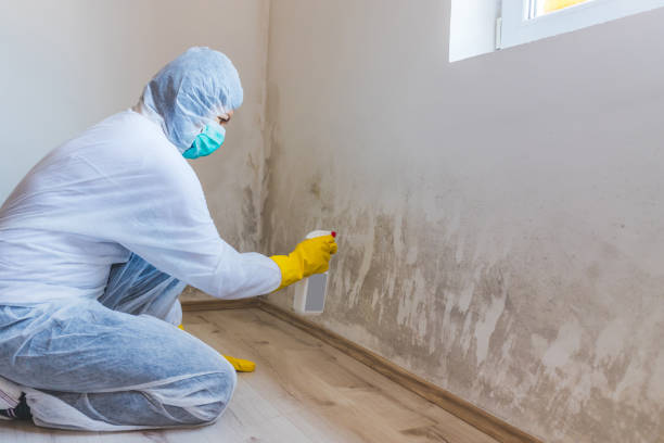 Office Mold Removal Services in Clinton, AR