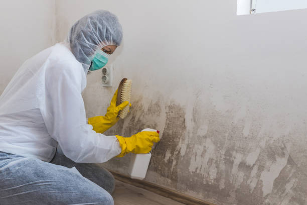 Best Professional Mold Removal  in Clinton, AR