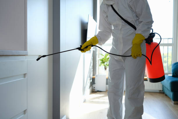 Trusted Clinton, AR Mold Removal Experts