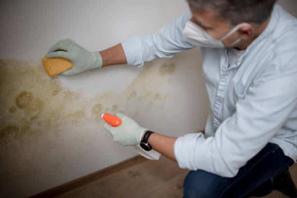 Best Mold Remediation  in Clinton, AR