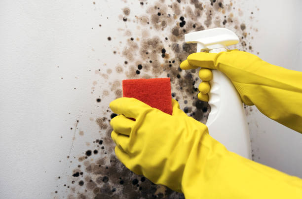 Best Commercial Mold Removal  in Clinton, AR
