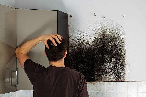 Mold Removal and Inspection in Clinton, AR